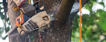 Granite Bay, CA Tree Services Company